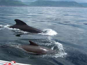 dolfijnen meezwemmend met de boot | Ingonish Beach NS